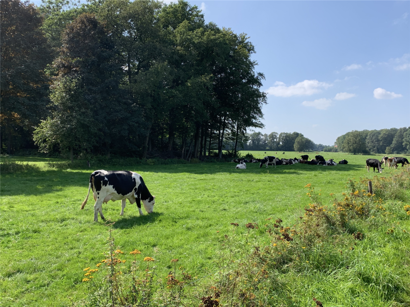 Herrliche Landschaften - hier Wiese, Kühe und Wald