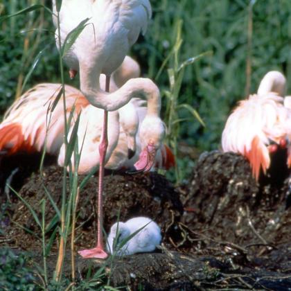 Bild von Flamingos mit Nachwuchs